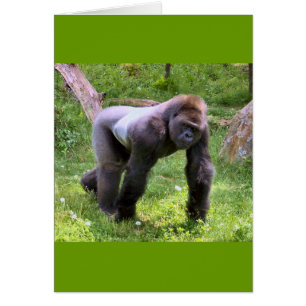 Gorilla #1