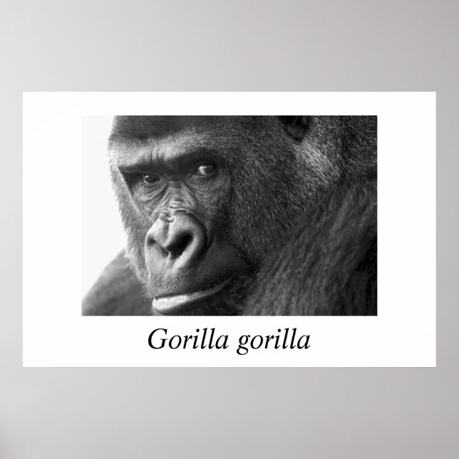Gorilla-#1-Gorilla gorilla Poster (Front)