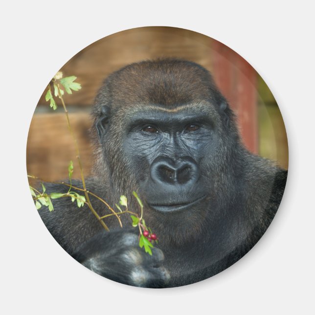 Gorilla And His Berries Magnet (Front)