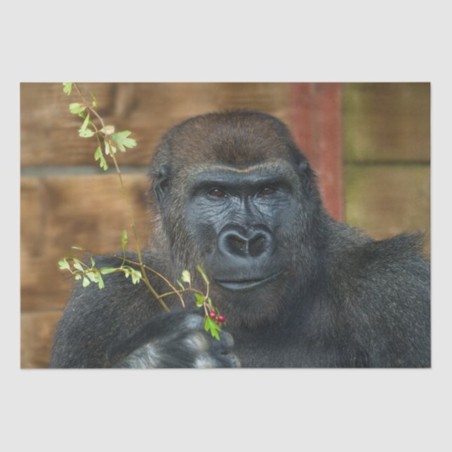Gorilla And His Berries Tissue Paper (Front)