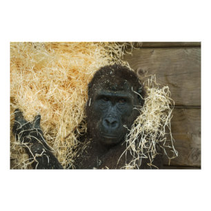 Gorilla And His Wood Wool Photo Print
