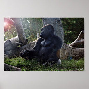 Gorilla and the Sun Poster