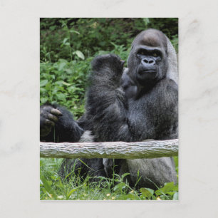 Gorilla Ape Primate Wildlife Animal Photo Postcard