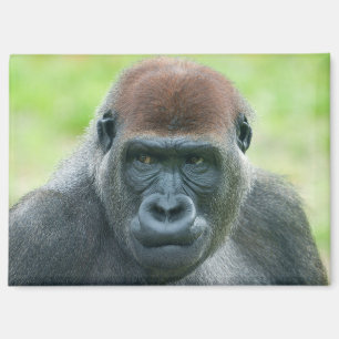 Gorilla Aybo’s Detailed Portrait Magnet