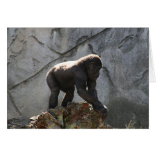 gorilla baby