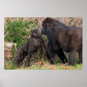 Gorilla Baby's Affectionate for Mum Poster
