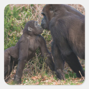 Gorilla Baby's Affectionate for Mum Square Sticker