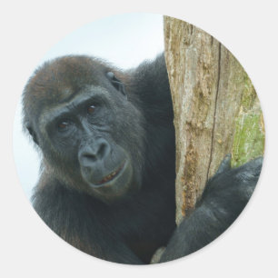 Gorilla Behind The Tree Classic Round Sticker