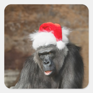 Gorilla Biddy in a Festive Christmas Hat Square Sticker