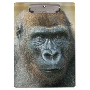 Gorilla Clipboard