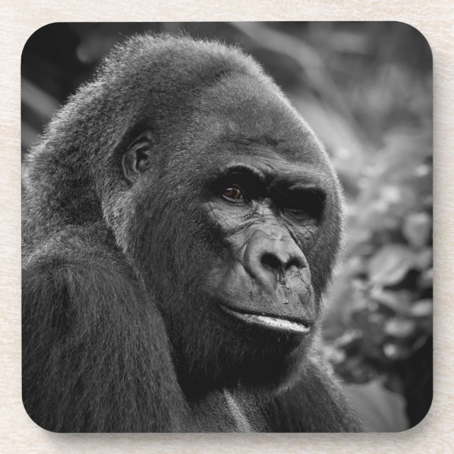 Gorilla Close Up Black And White Portrait Coaster (Front)