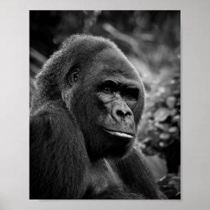 Gorilla Close Up Black And White Portrait Poster