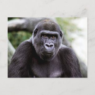 Gorilla Close-up Portrait Photo Postcard