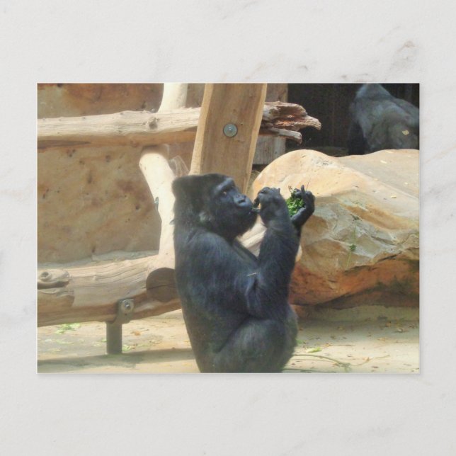 Gorilla eating his lunch, Animal, Wildlife, Ape Postcard (Front)