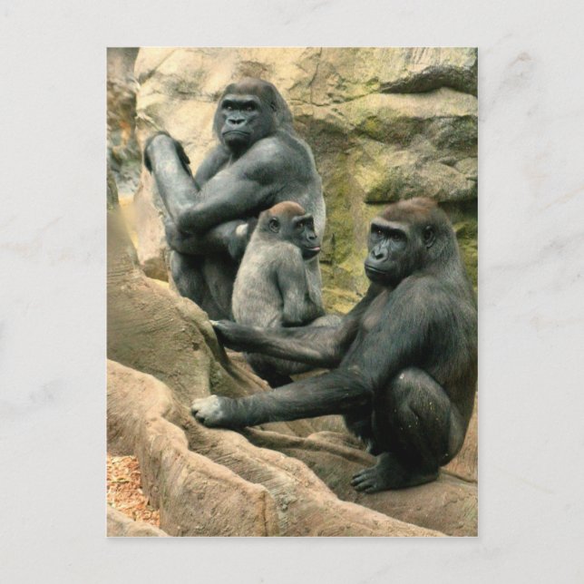 Gorilla Family Postcard (Front)