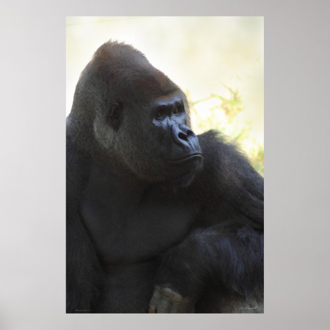Gorilla Gaze Poster -40x60 -other sizes available (Front)