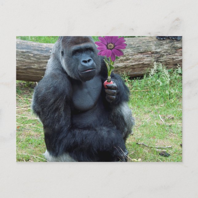 Gorilla Holding Flower Postcard (Front)