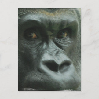 Gorilla in the Mist Postcards