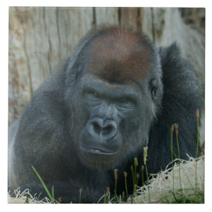 Gorilla Lope's Chill Time  Tile