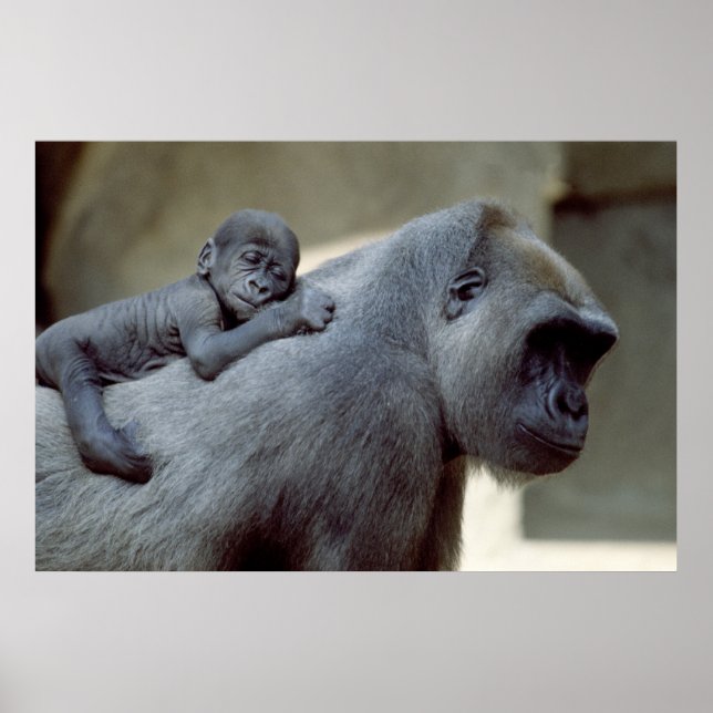 Gorilla Mother and Baby Poster (Front)