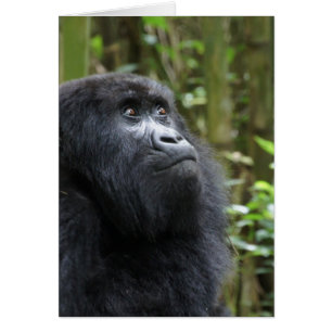 Gorilla my dreams - female