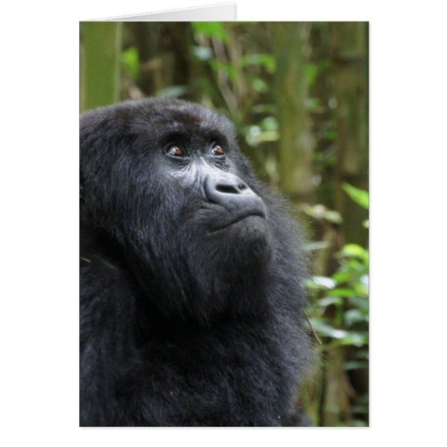 Gorilla my dreams - female (Front)