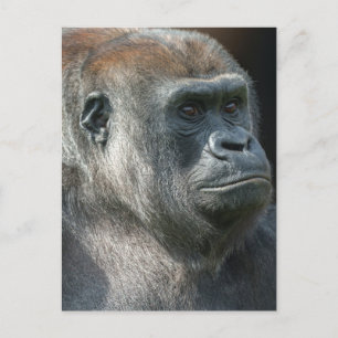 Gorilla Ozala Postcard