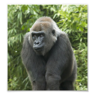 Gorilla Photo Print