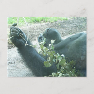 gorilla plays postcard