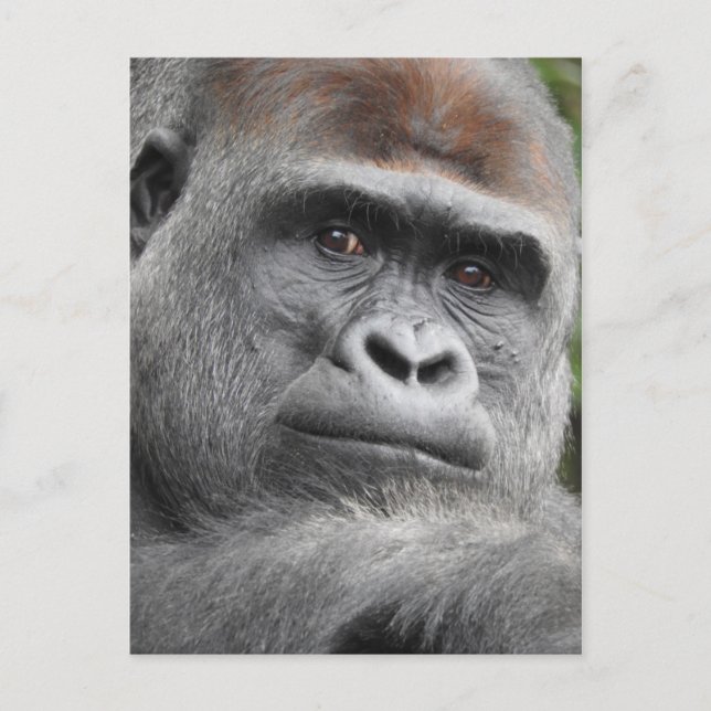 Gorilla Postcard (Front)