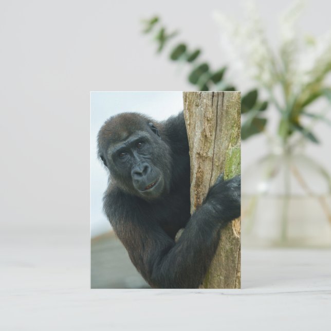 Gorilla Postcard (Standing Front)