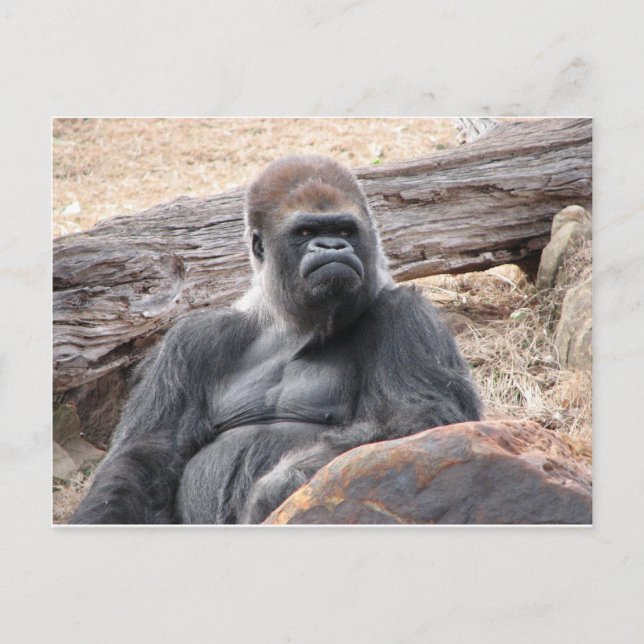 gorilla postcard (Front)