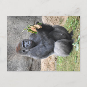 Gorilla Postcard