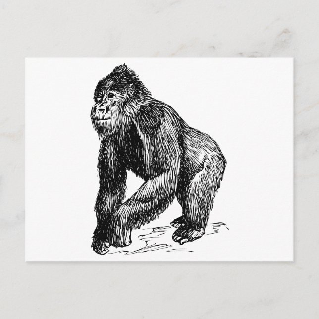 Gorilla Postcard (Front)