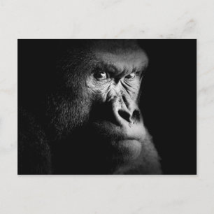 Gorilla Postcard