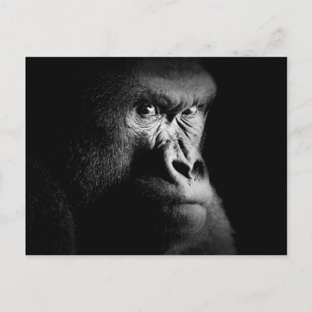 Gorilla Postcard (Front)