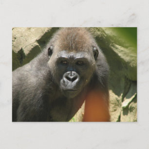 Gorilla Postcard