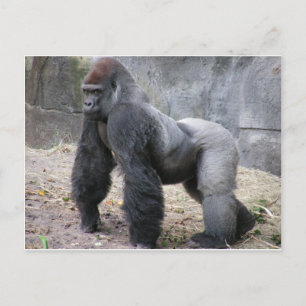 Gorilla Postcard