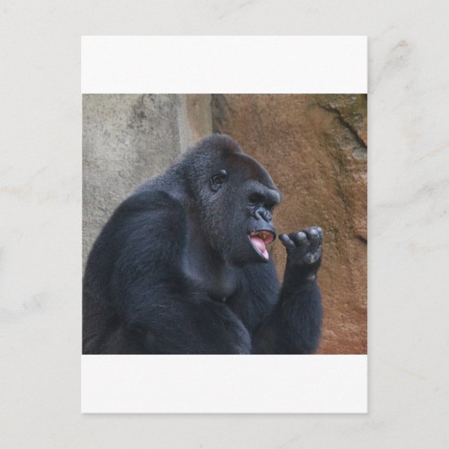 Gorilla Postcard (Front)