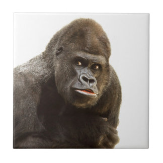 Gorilla Pout Tile