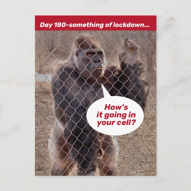 Gorilla Prison Lockdown During Shelter In Place Postcard (Front)