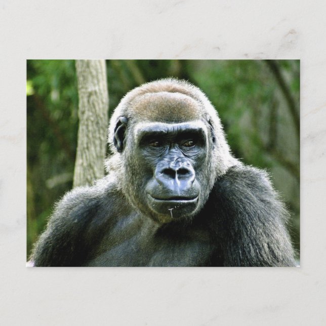 Gorilla Profile Postcard (Front)
