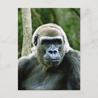 Gorilla Profile Postcard