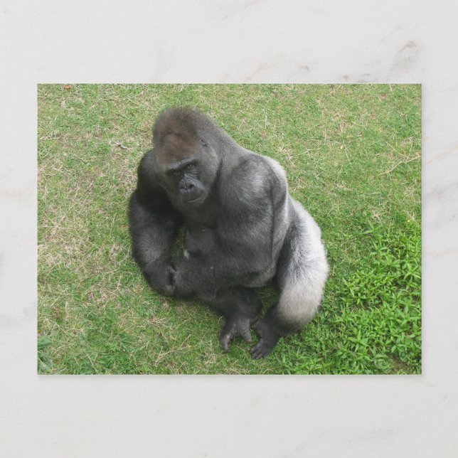 Gorilla Stare Postcard (Front)