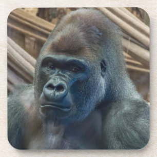 Gorilla up close hard plastic coasters