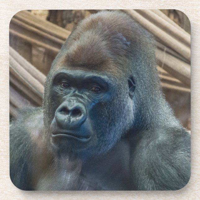 Gorilla up close hard plastic coasters (Front)