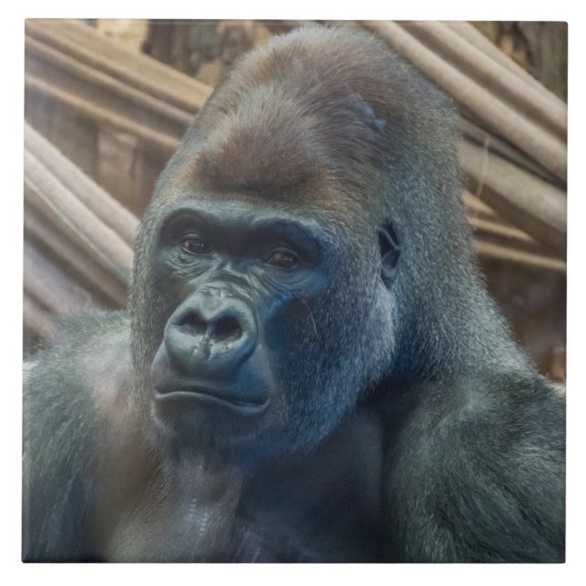 Gorilla up close view ceramic tile (Front)
