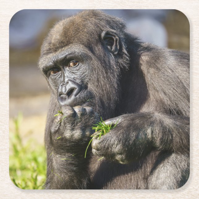 Gorilla Youngster Square Paper Coaster (Front)