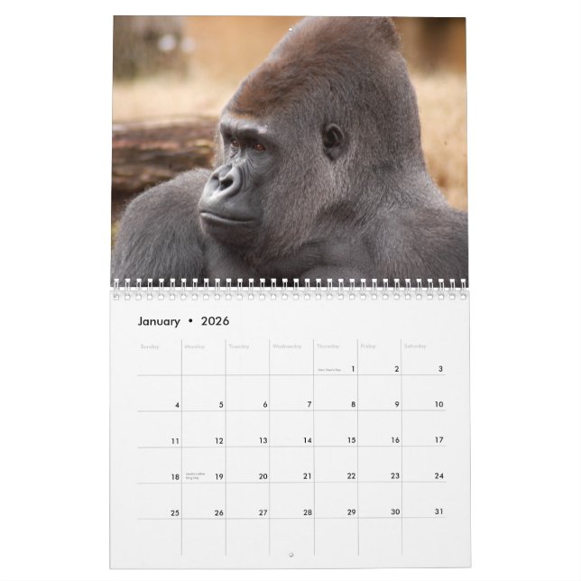 Gorillas Calendar, Gorillas Calendar (Jan 2026)