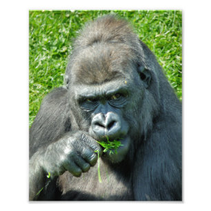 GORILLAS PHOTO PRINT